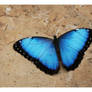 Blue Morpho II