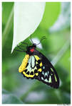 Cairns Birdwing Butterfly by Tazzy-