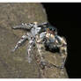 Jumping Spider II