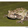 Treefrog