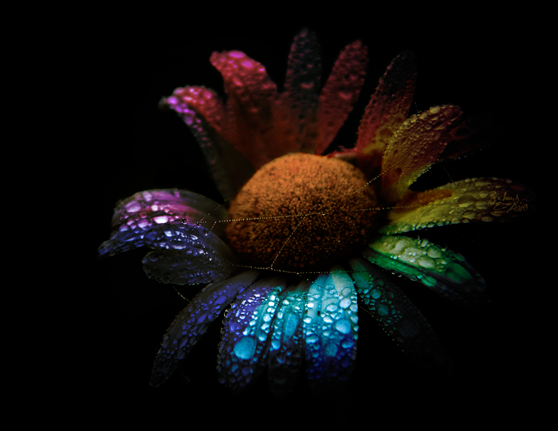 Color Wheel Daisy