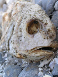 Dead Fish Face