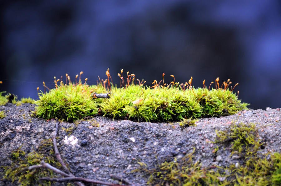 Moss