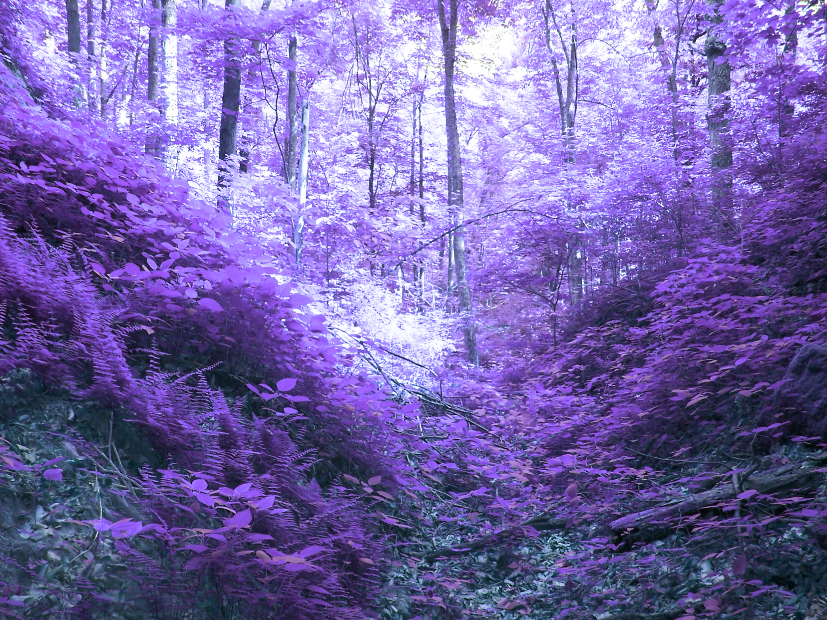 Inverted colors: Forest by homi1408 on DeviantArt