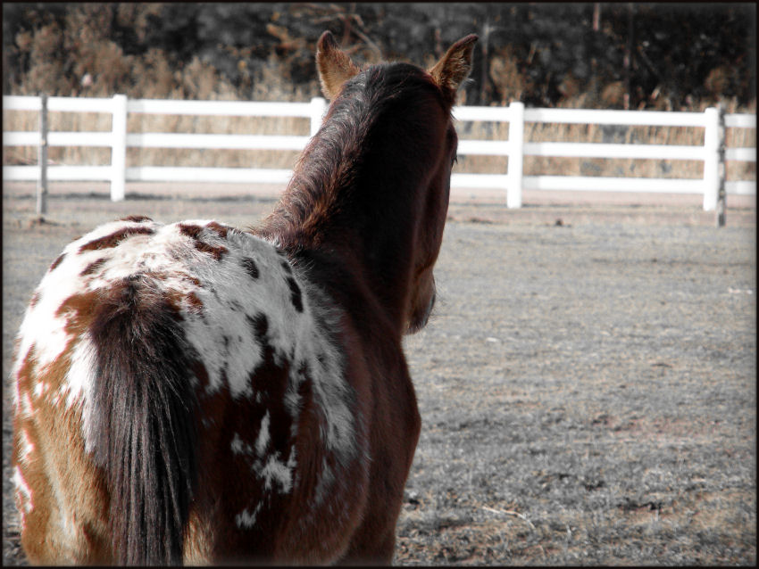 Cowboy Spots II