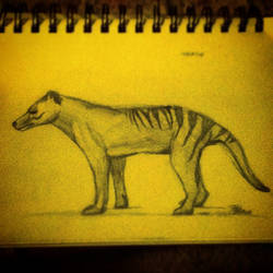 Thylacine