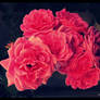 pink roses