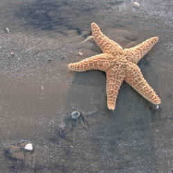 starfish 3