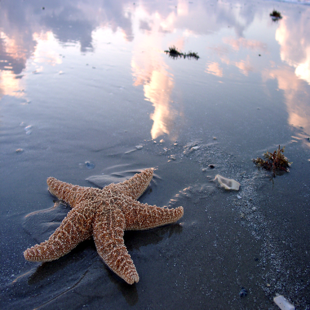 starfish 2