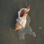 Texas seashell 1
