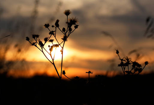 Midwestern Sunset