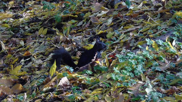 Black Squirrel