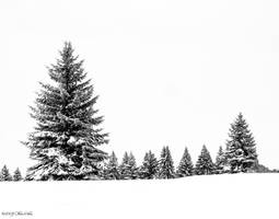 Pines in the Snow