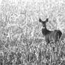 Doe Eating Corn