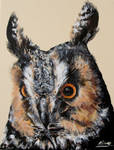 Long Eared Owl painting FOR SALE by Merciap