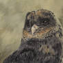 Coal the Melanistic Barn owl - progress photo #3