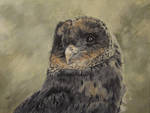 Coal the Melanistic Barn owl - progress photo #3 by Merciap