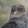 Coal the Melanistic Barn owl - finished work!