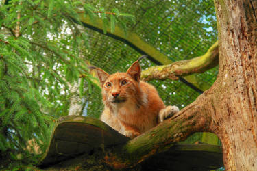 Fluffy Lynx