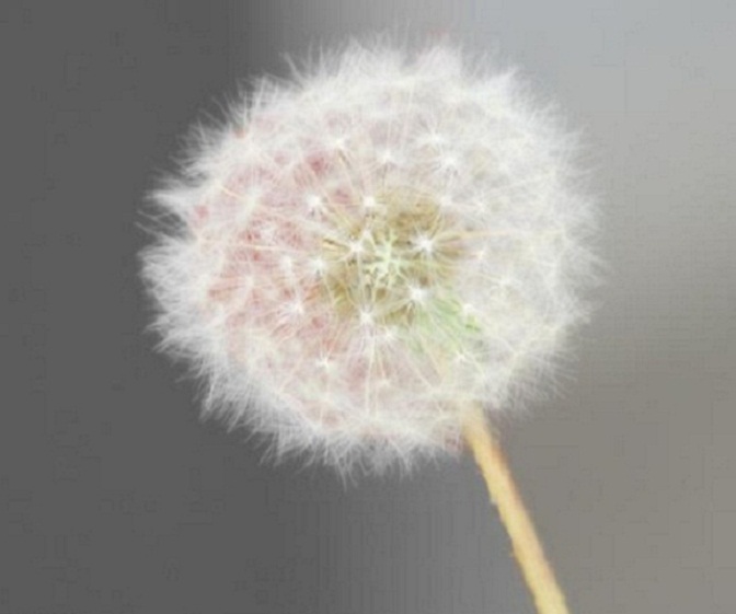 dandelion.