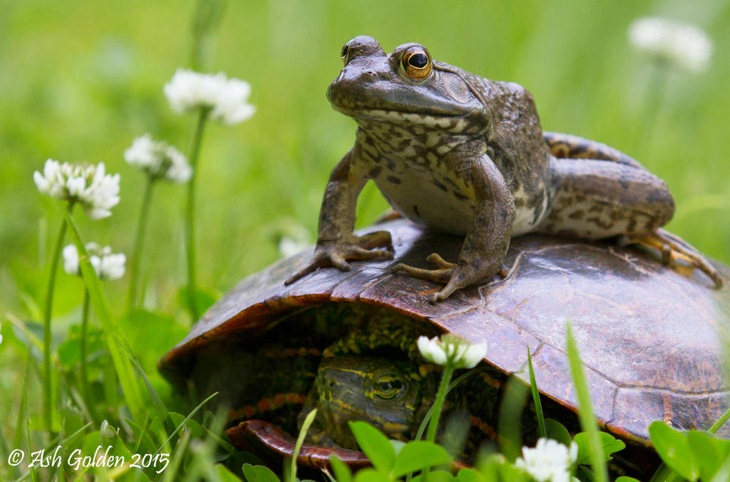 Turtle Frog Deviantart Frog and Turtle Pals by SnakeGeisha on DeviantArt