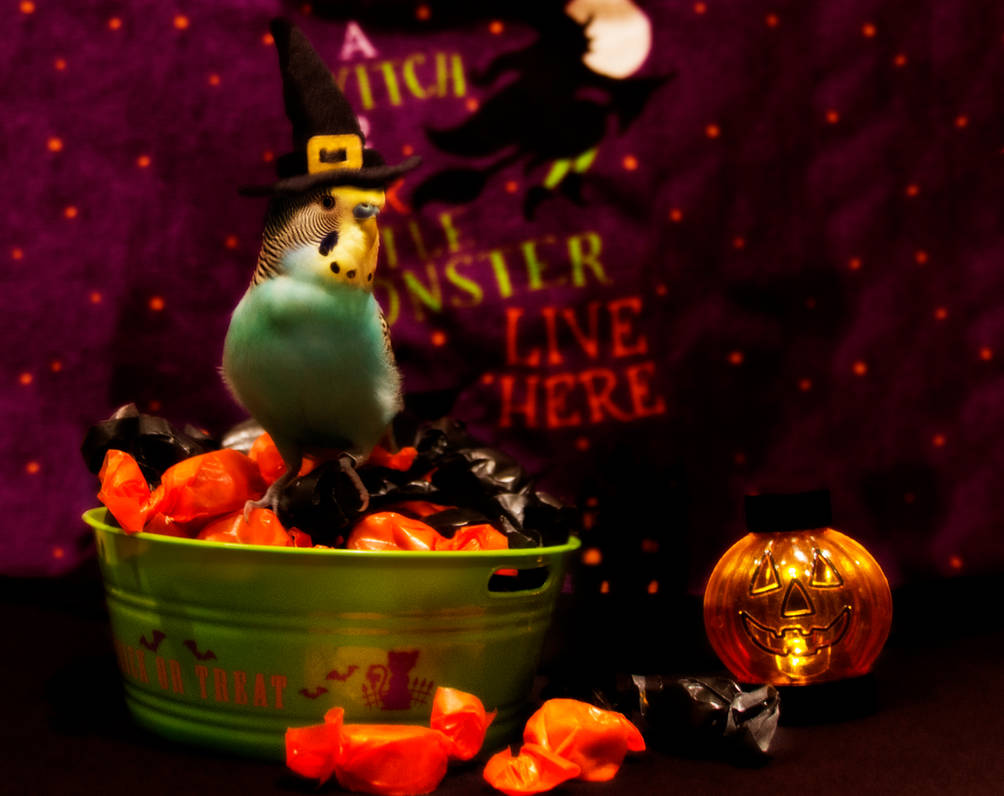 HAPPY HALLOWEEN from Budgie!