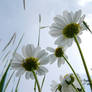 chamomile flowers in the sky 2