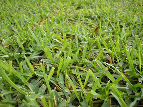 Regular Grass