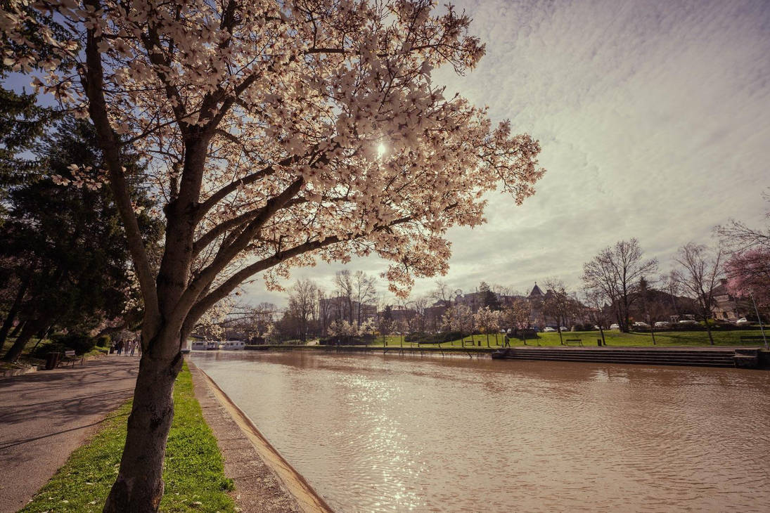 Spring in Timisoara by AndreEADreams on DeviantArt