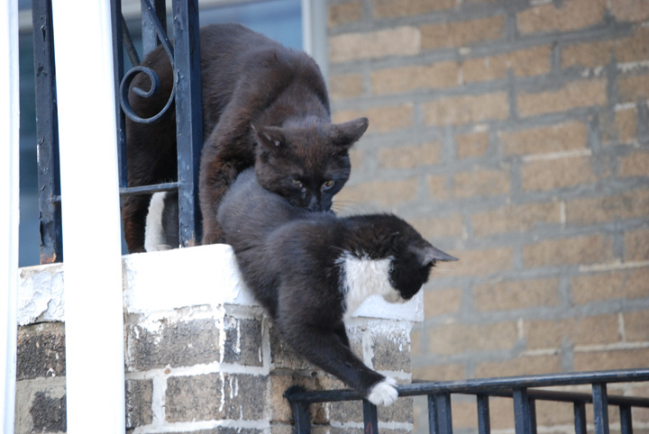 Two Fun Loving Kitties