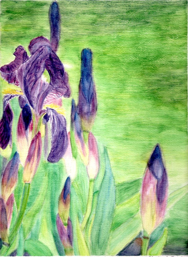 Iris In Focus