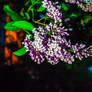 Lilacs in the Night.