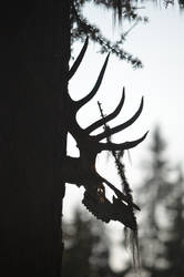Elk Skull, Shadowed
