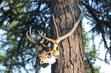 Elk Skull, Daylight