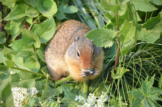 Flower Squirrel