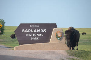 Badlands Bison