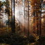 Wonderful autumn forest