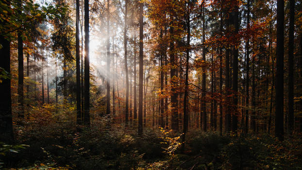 Wonderful autumn forest
