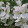 Apple Blossoms