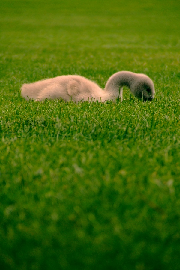 Baby Swan Is Hungry.