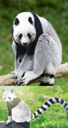 Panda Lemur