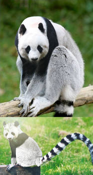 Panda Lemur
