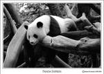 Panda Express by EyeThought
