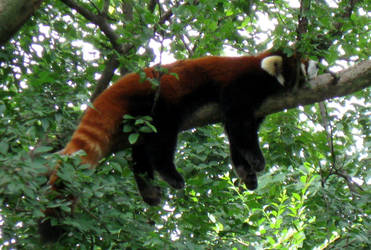 Red Panda