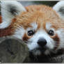 A cute red panda