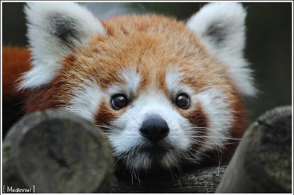 A cute red panda