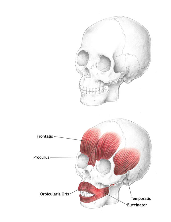 Muscles of the Face-Part 1