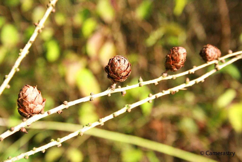 The Pine cone Friends