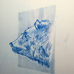 Bear Drawing