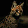 Serval Nocturne